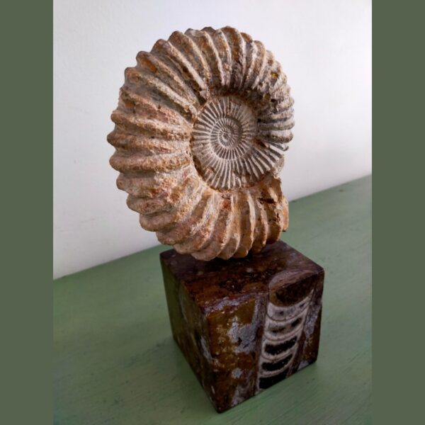 Ammonite Fossil Shell Displayed on Natural Stone Base 6lbs - Image 5