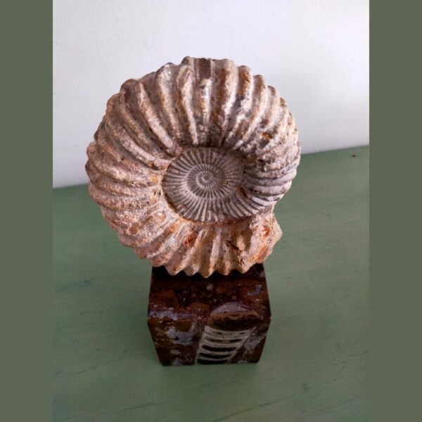 Ammonite Fossil Shell Displayed on Natural Stone Base 6lbs - Image 4