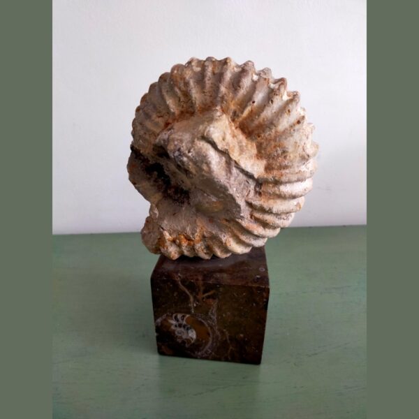 Ammonite Fossil Shell Displayed on Natural Stone Base 6lbs - Image 3