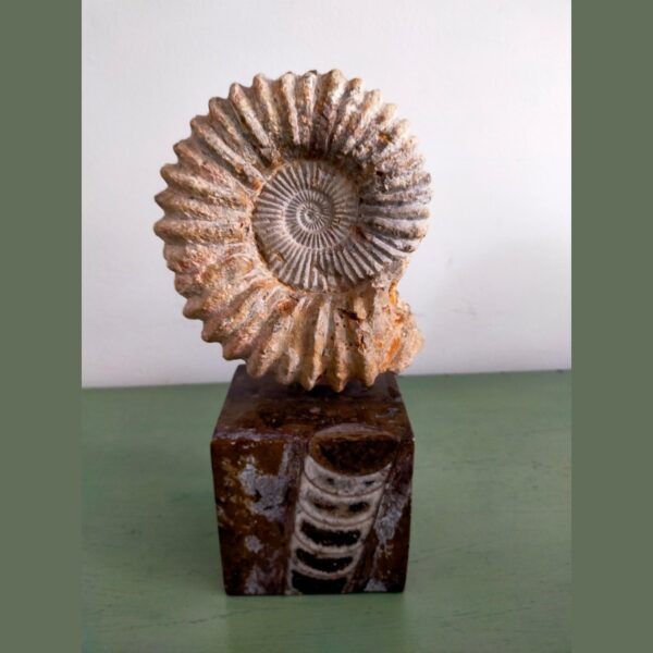 Ammonite Fossil Shell Displayed on Natural Stone Base 6lbs