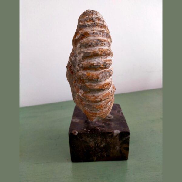 Ammonite Fossil Shell Displayed on Natural Stone Base 4lbs - Image 5