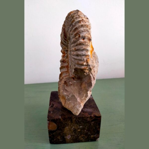 Ammonite Fossil Shell Displayed on Natural Stone Base 4lbs - Image 4