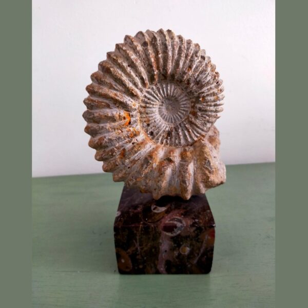 Ammonite Fossil Shell Displayed on Natural Stone Base 4lbs