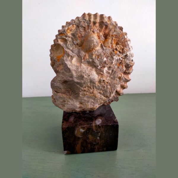 Ammonite Fossil Shell Displayed on Natural Stone Base 4lbs - Image 3