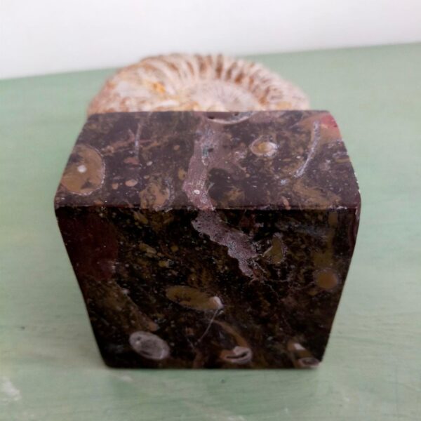 Ammonite Fossil Shell Displayed on Natural Stone Base 4lbs - Image 2