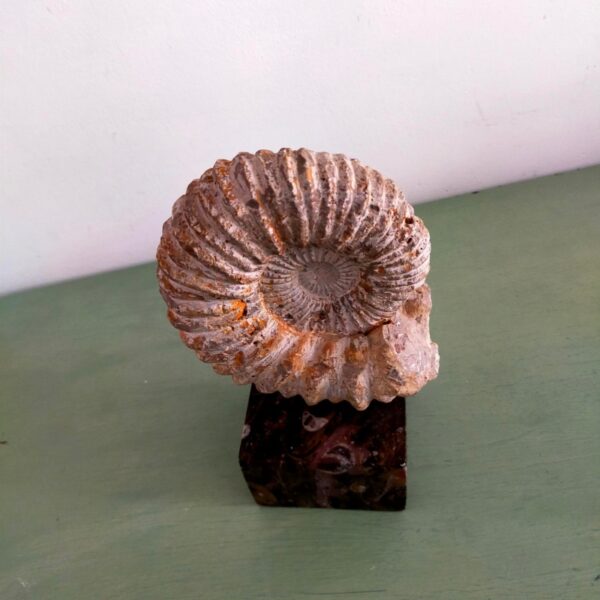 Ammonite Fossil Shell Displayed on Natural Stone Base 4lbs - Image 6