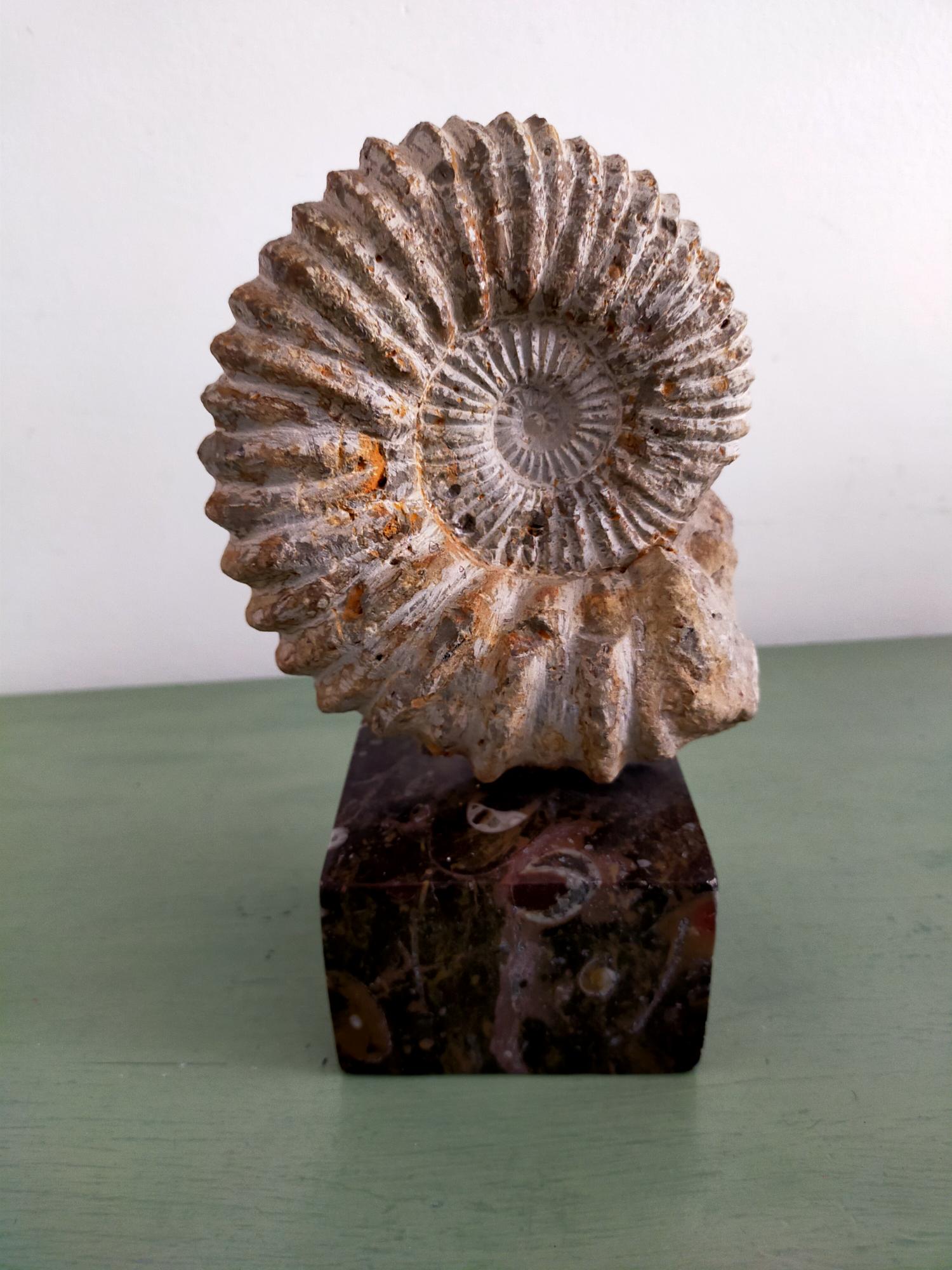 Ammonite Fossil Shell Displayed on Natural Stone Base 4lbs - Vintage  Handmade Eclectic Shop